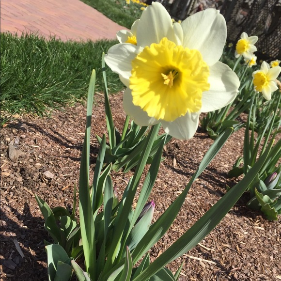 Meet your Posher, Laci - Picture 1 of 1